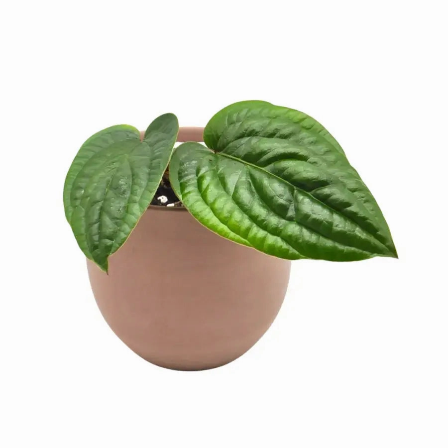 Anthurium radicans