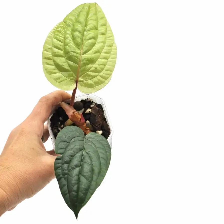 Anthurium radicans