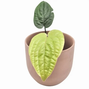 Anthurium radicans large flower pot  