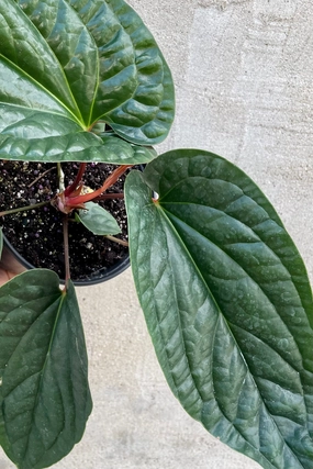 Anthurium radicans x luxurians 6" medium flower pot  