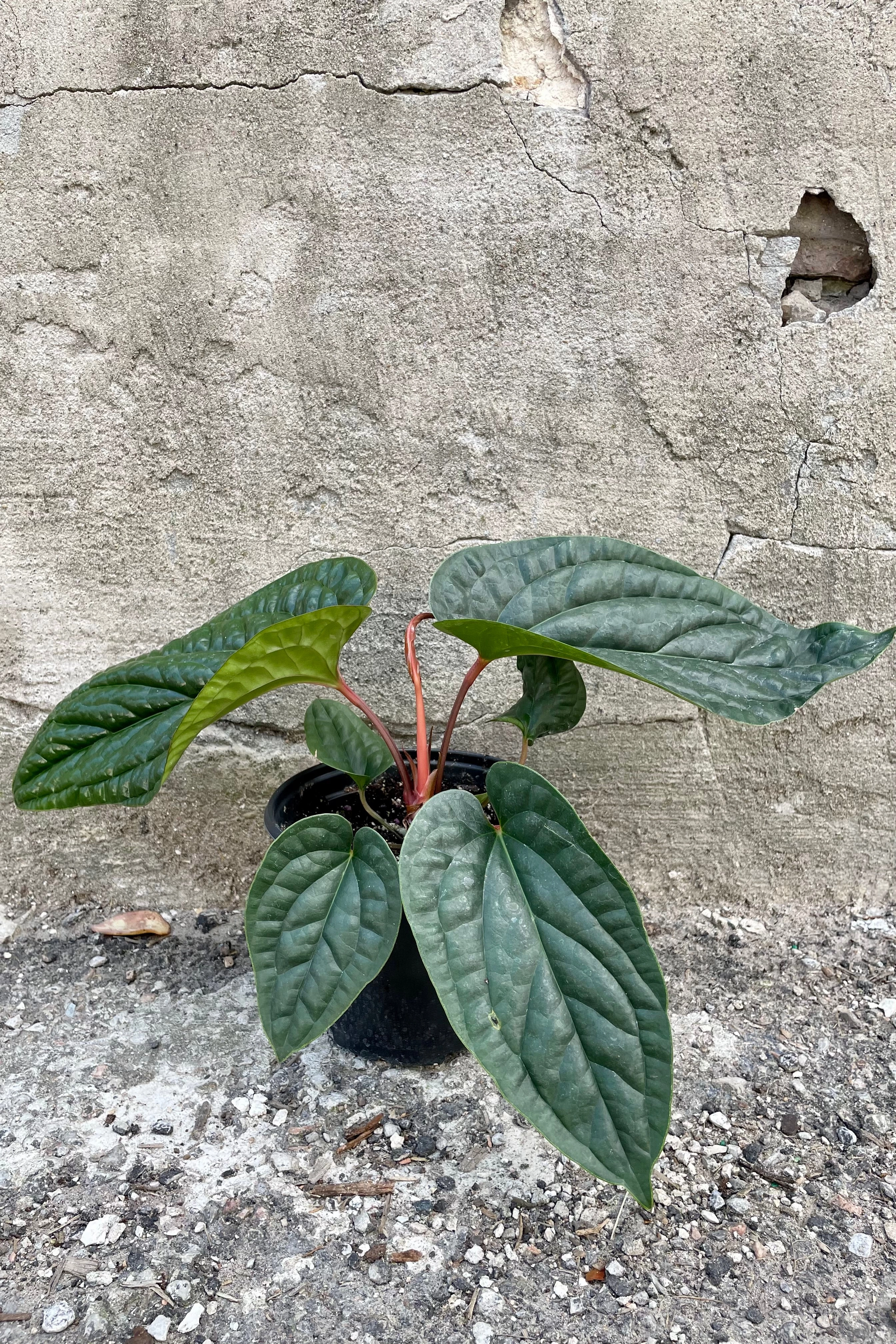 Anthurium radicans x luxurians 6"