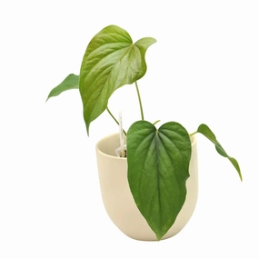 Anthurium red beauty large flower pot  