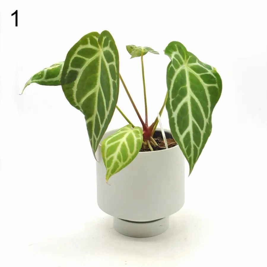 Anthurium Rugulosum hybrid large flower pot  