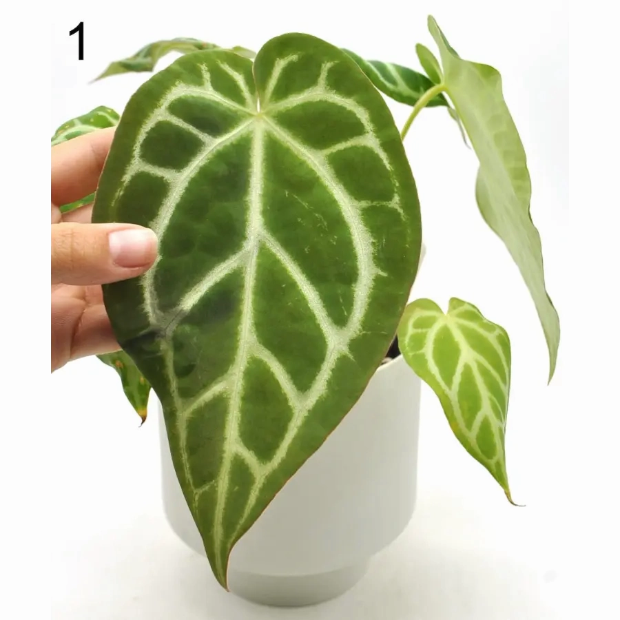 Anthurium Rugulosum hybrid
