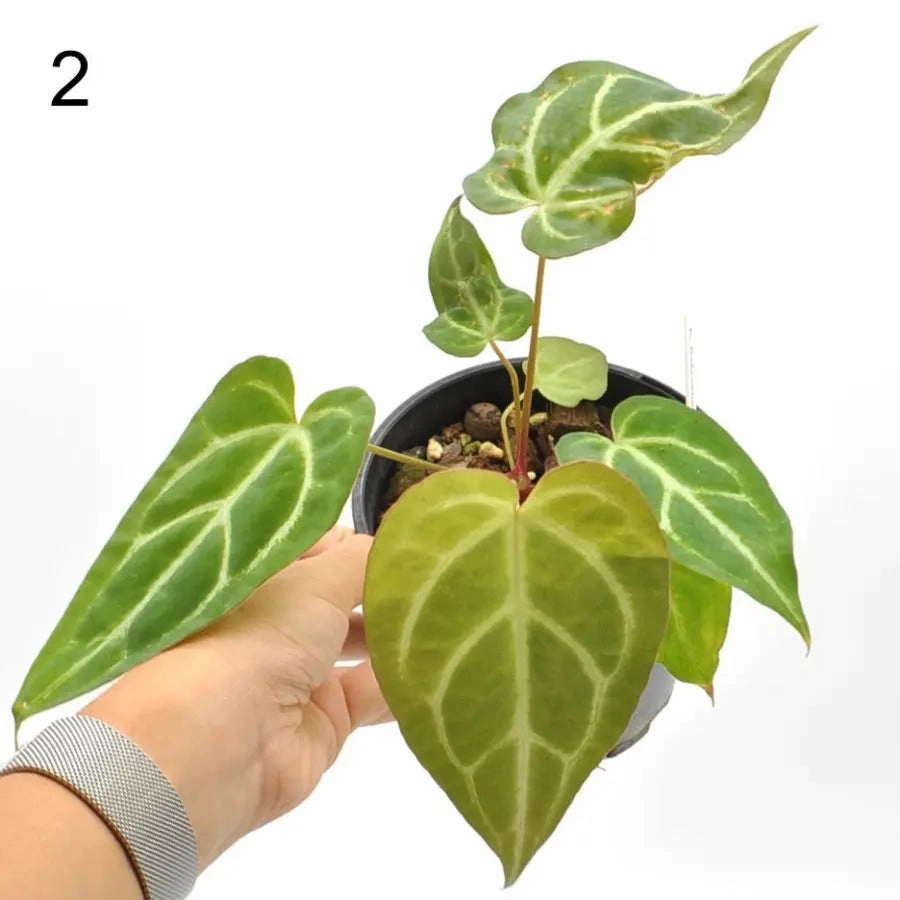 Anthurium Rugulosum hybrid