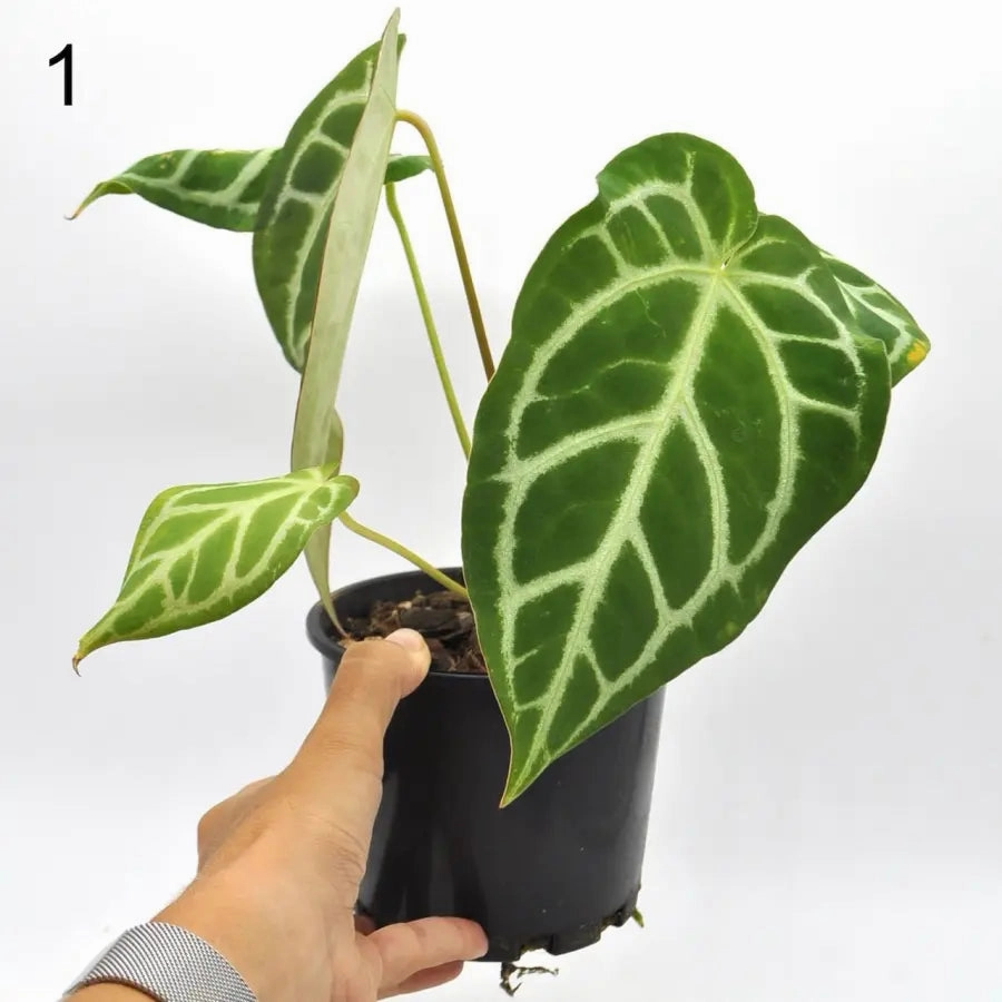 Anthurium Rugulosum hybrid