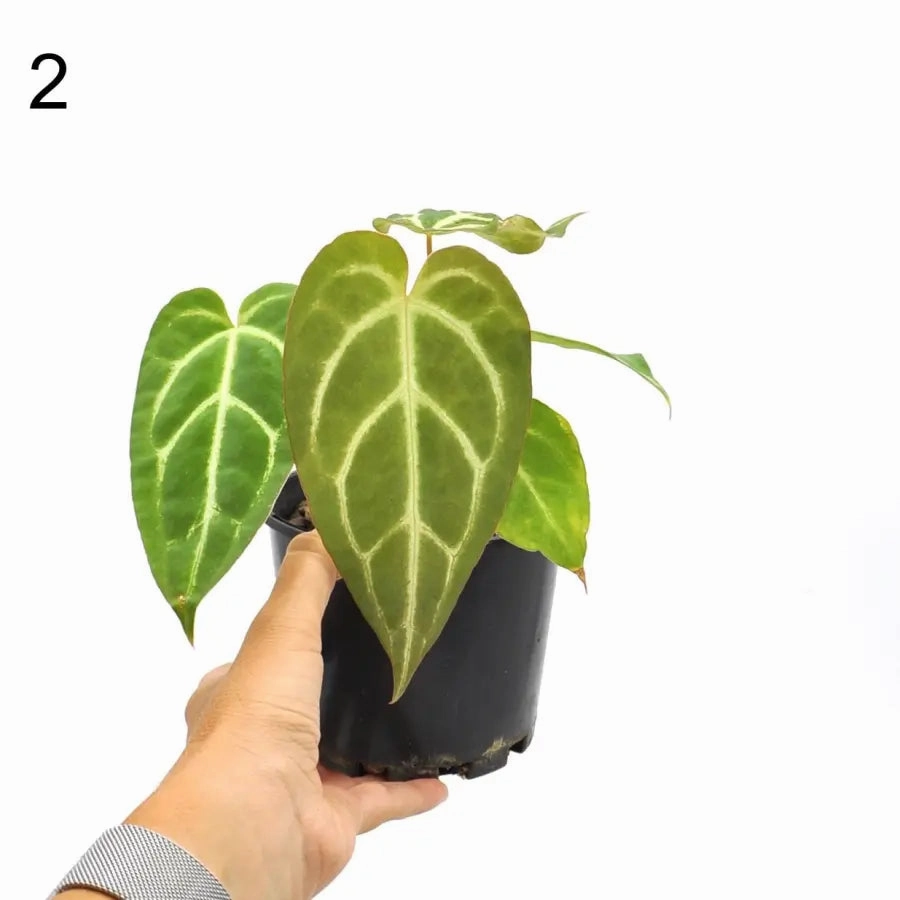 Anthurium Rugulosum hybrid