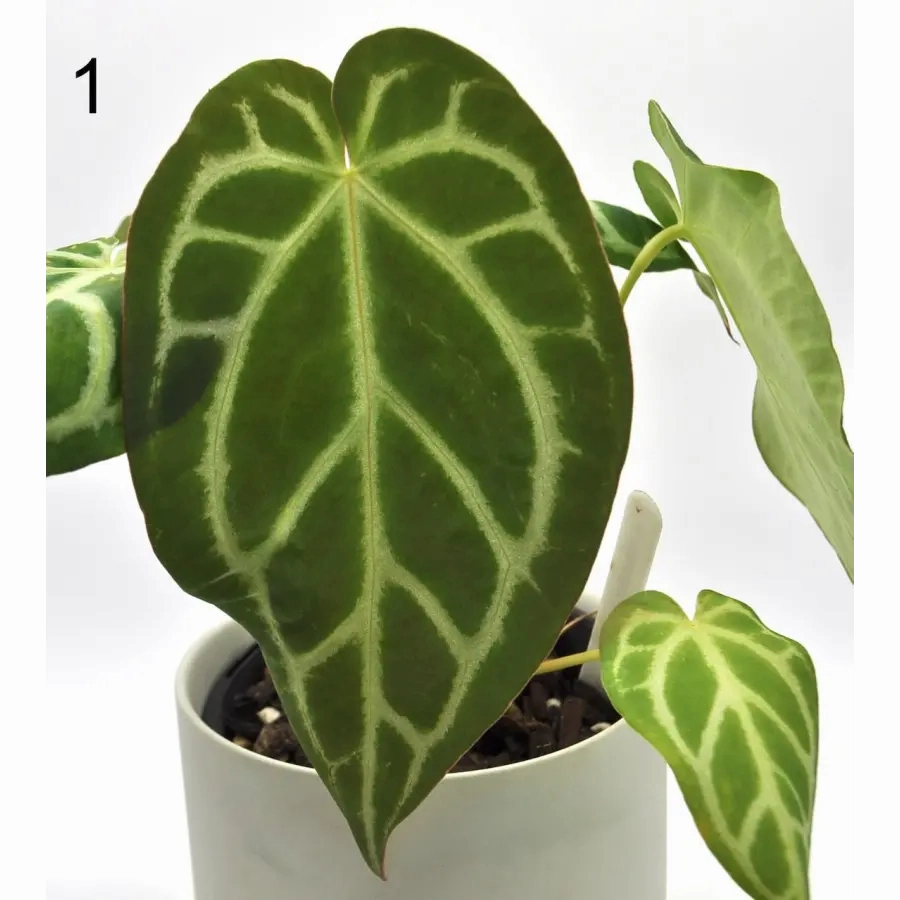Anthurium Rugulosum hybrid