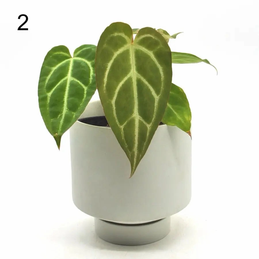 Anthurium Rugulosum hybrid