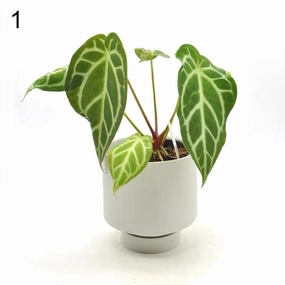 Anthurium Rugulosum hybrid large flower pot  