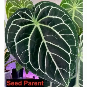 Anthurium Seeds - Wild Crystallinum X 'Black Sensation' x large flower pot  