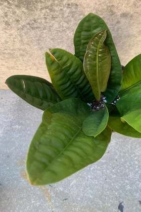 Anthurium superbum 6" medium flower pot  