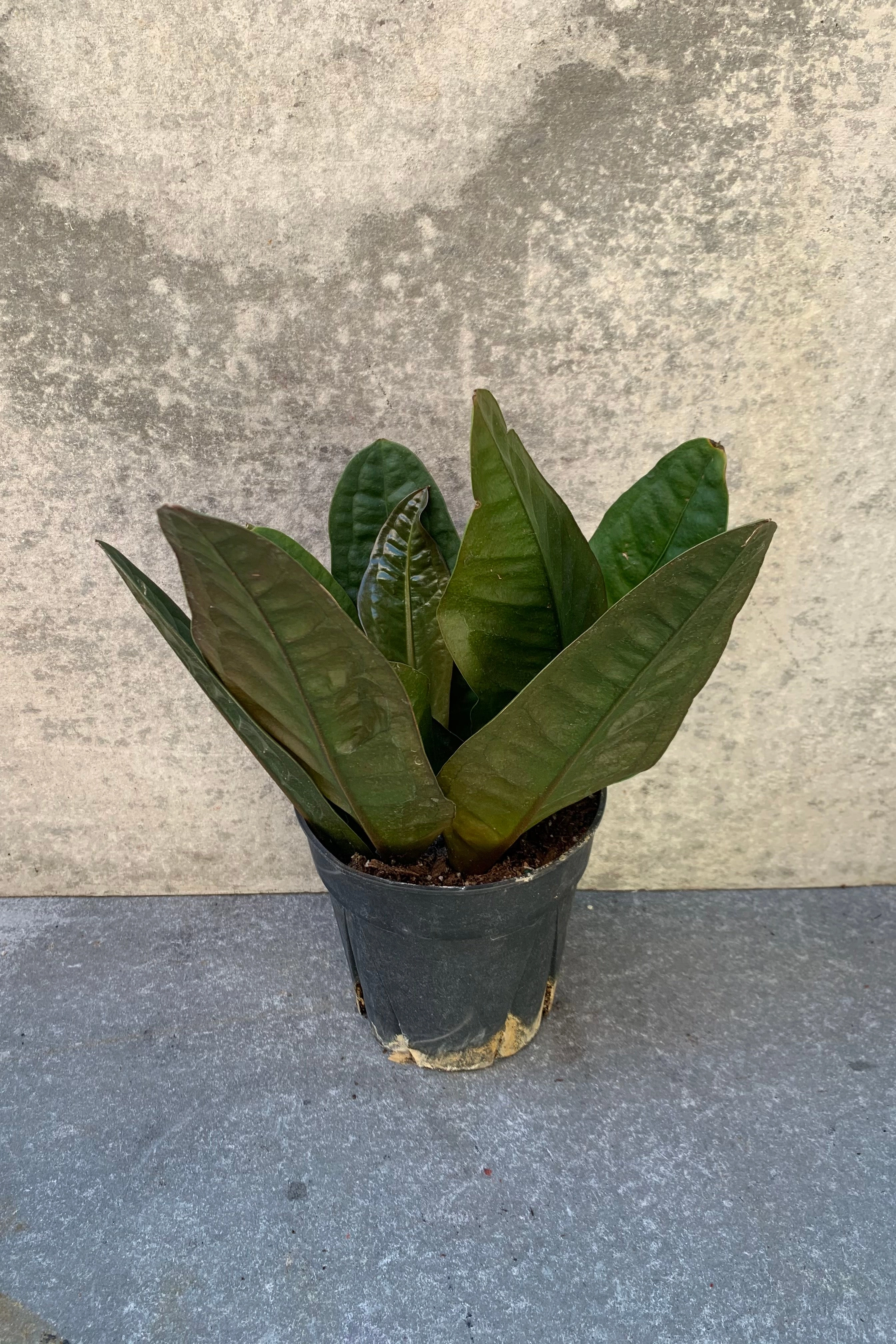 Anthurium superbum 6"