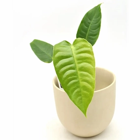 Anthurium Veitchii large flower pot  