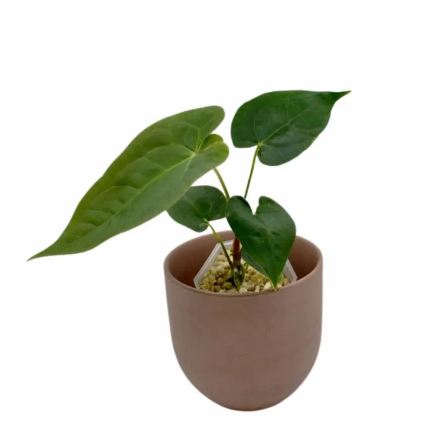 Anthurium Velvet Shadow x Hoffmanii x