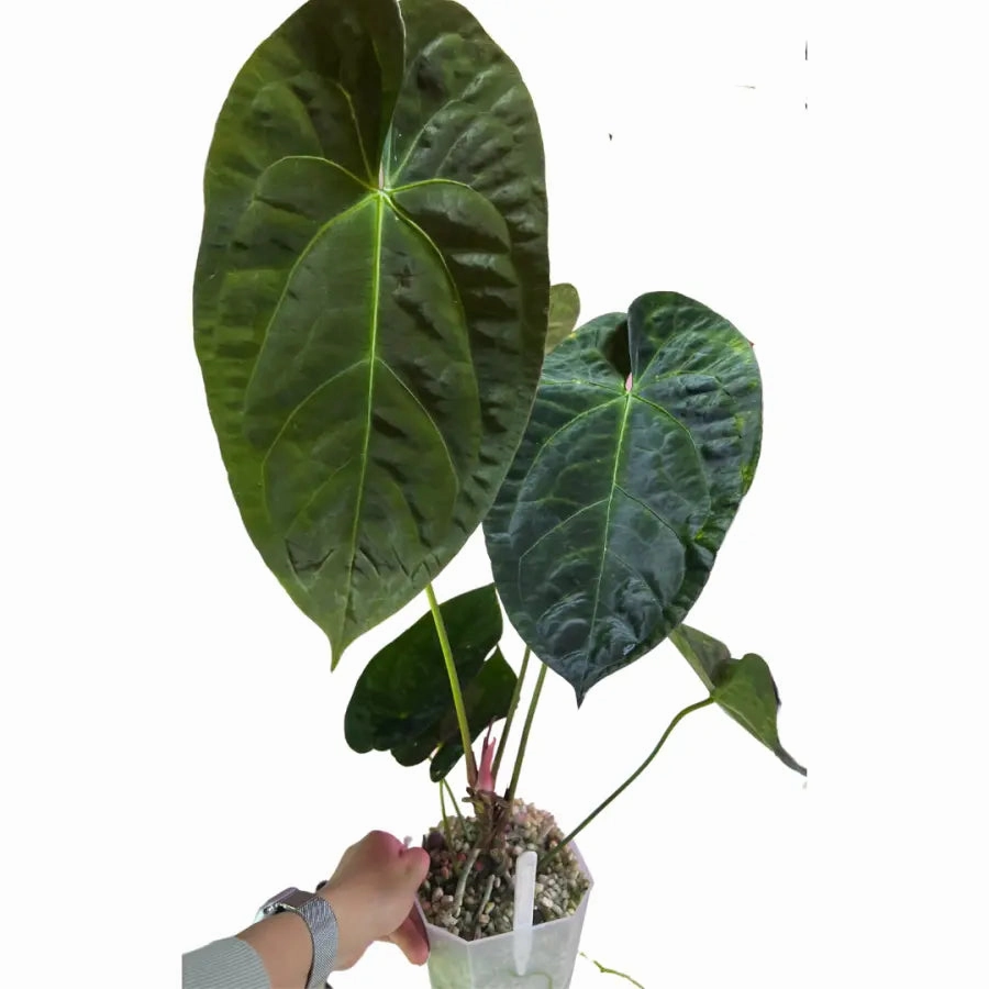Anthurium Velvet Shadow x Hoffmanii x