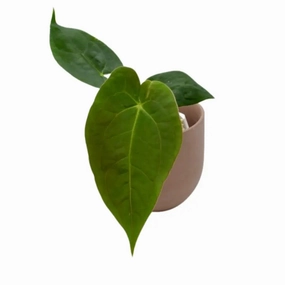 Anthurium Velvet Shadow x Hoffmanii x large flower pot  