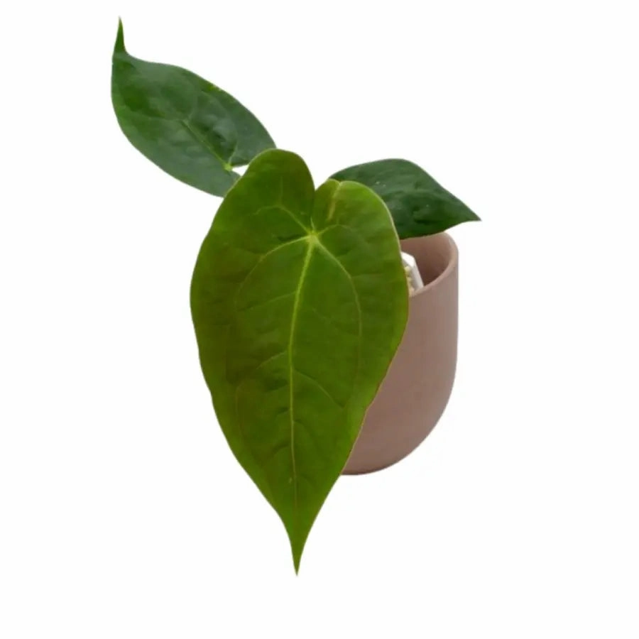 Anthurium Velvet Shadow x Hoffmanii x large flower pot  