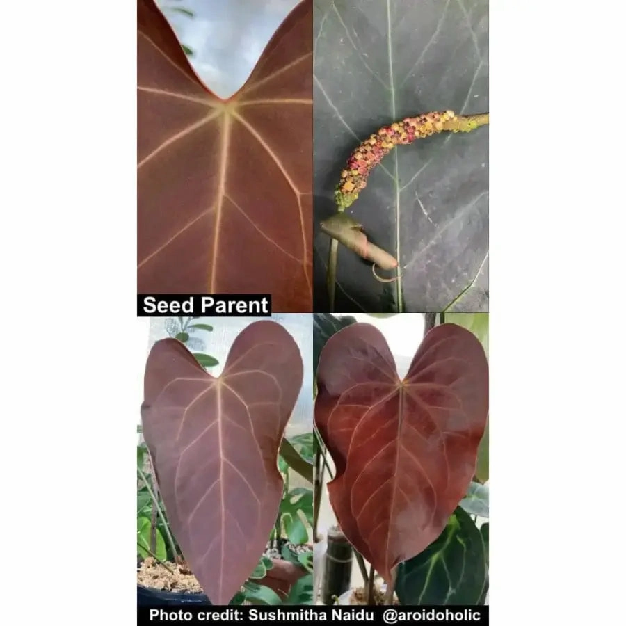 Anthurium Velvet Shadow x Hoffmanii x
