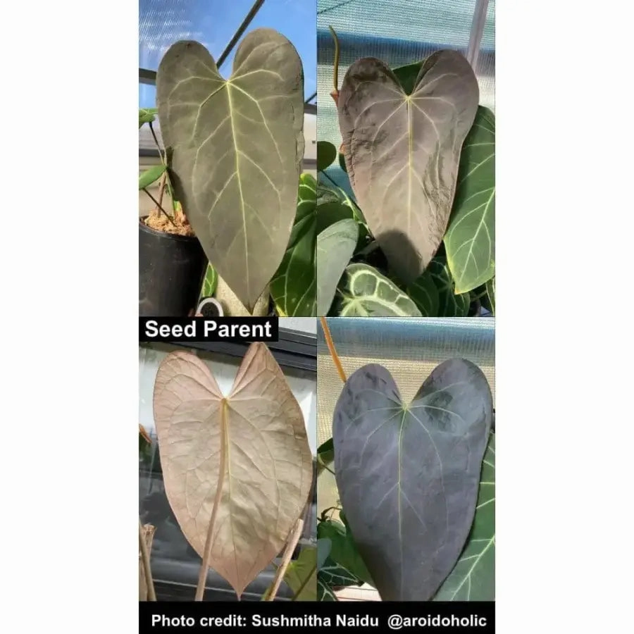 Anthurium Velvet Shadow x Hoffmanii x