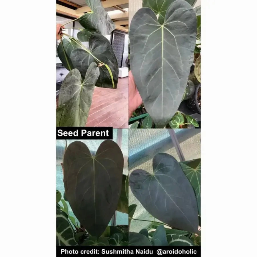 Anthurium Velvet Shadow x Hoffmanii x