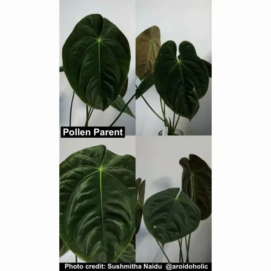 Anthurium Velvet Shadow x Hoffmanii x