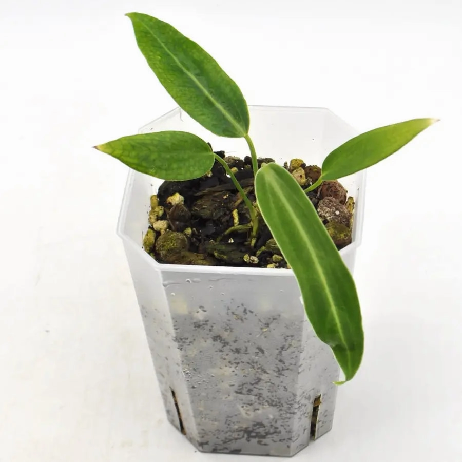 Anthurium warocqueanum large flower pot  