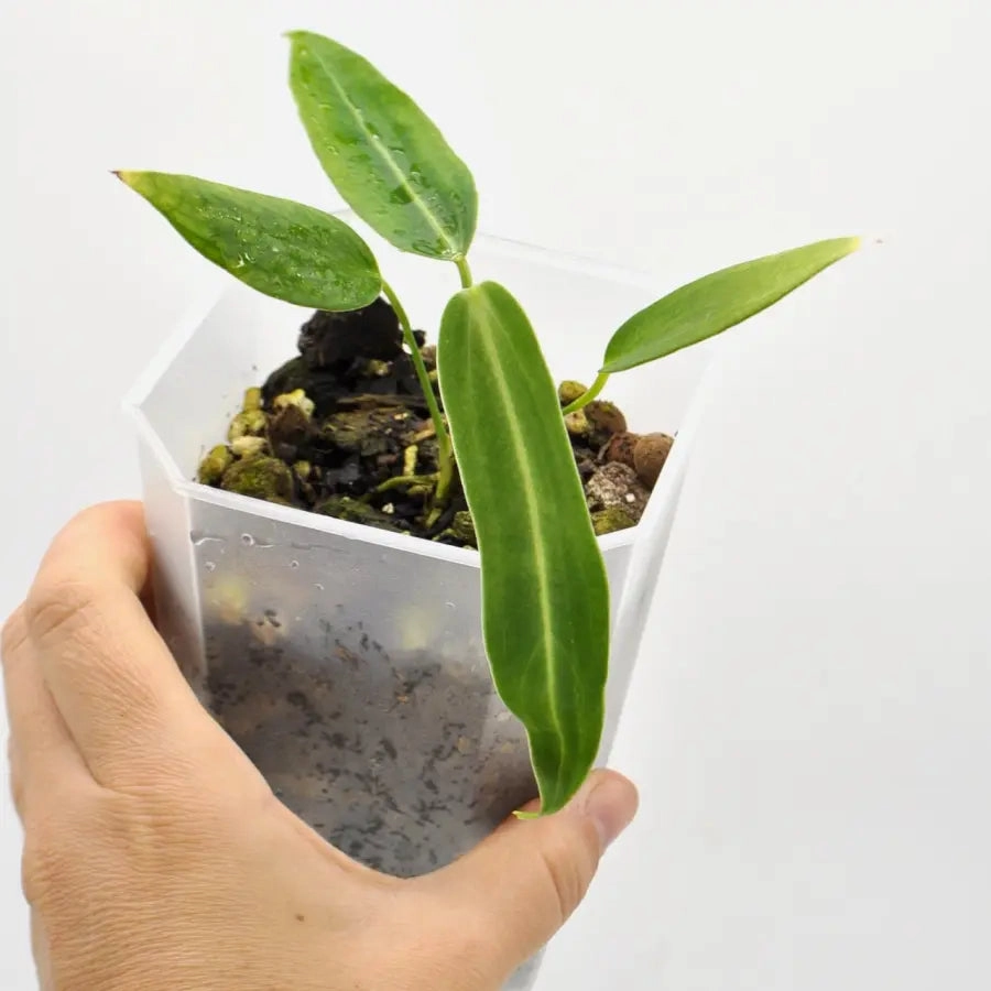 Anthurium warocqueanum