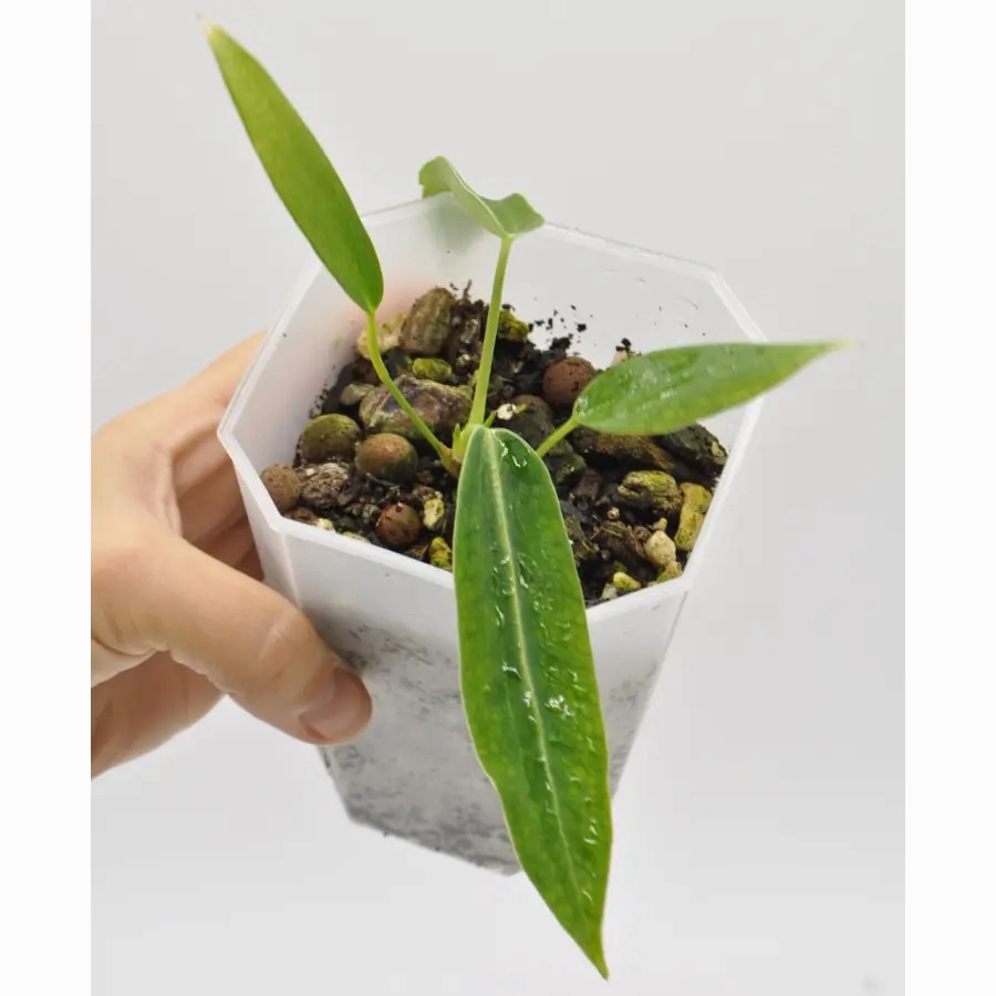 Anthurium warocqueanum