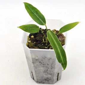 Anthurium warocqueanum large flower pot  