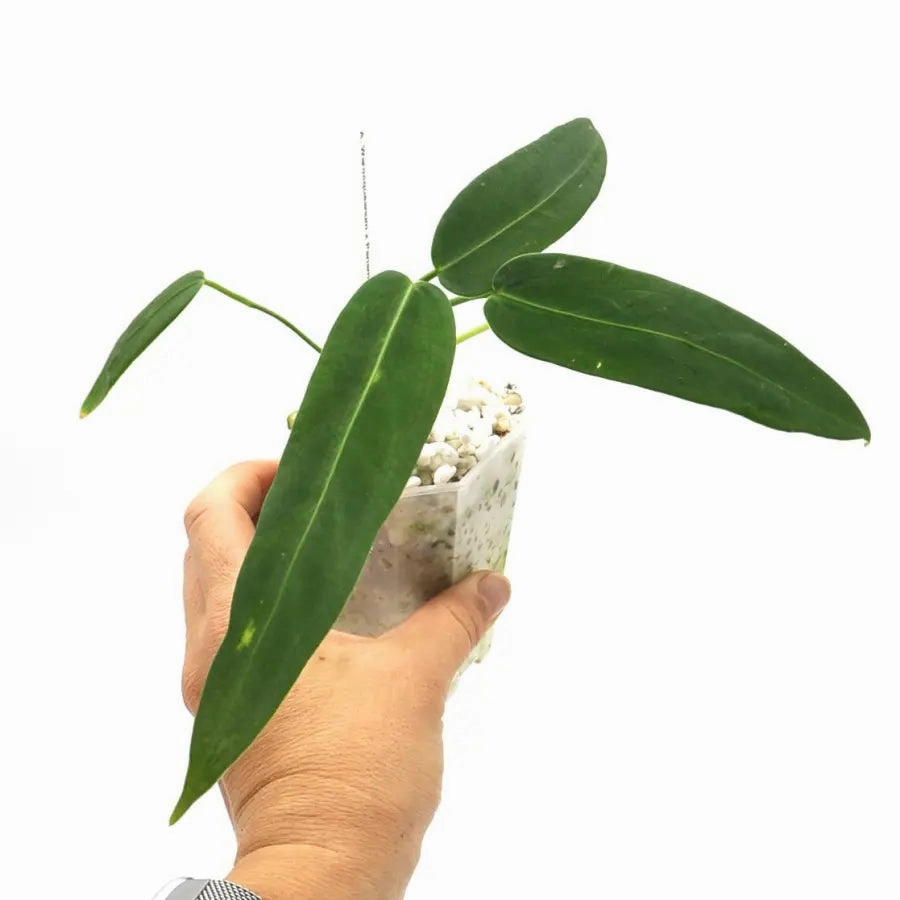 Anthurium warocqueanum x panamense
