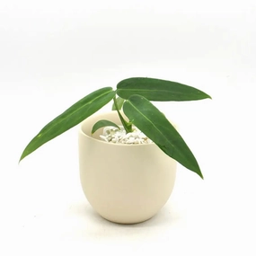 Anthurium warocqueanum x panamense large flower pot  