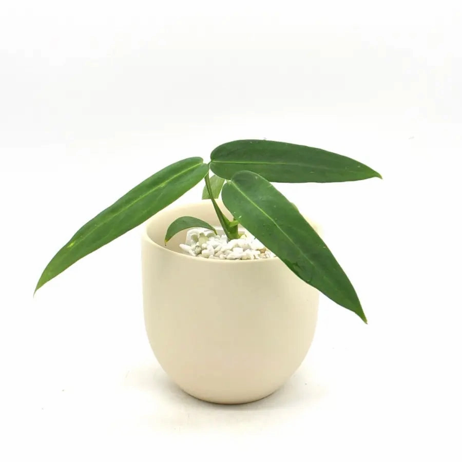 Anthurium warocqueanum x panamense large flower pot  