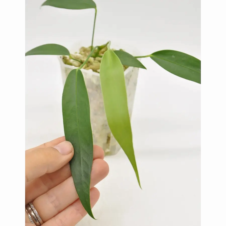 Anthurium wendlingeri