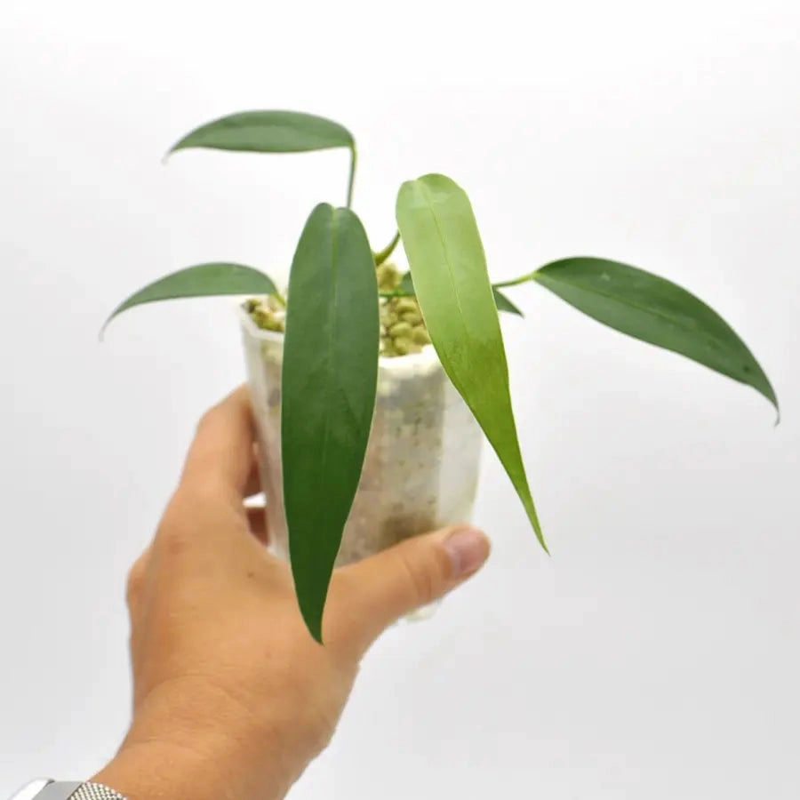 Anthurium wendlingeri