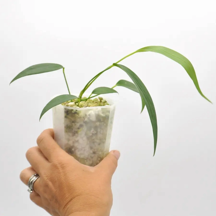 Anthurium wendlingeri