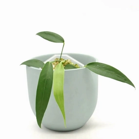 Anthurium wendlingeri large flower pot  