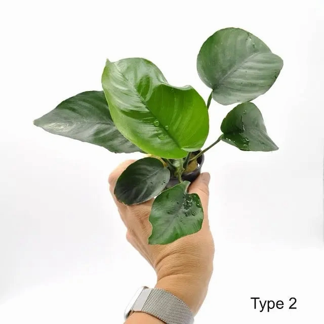Anubias