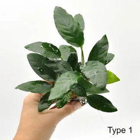 Anubias large flower pot  