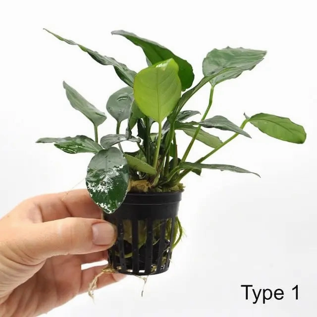 Anubias
