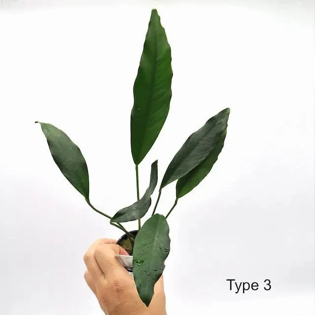 Anubias