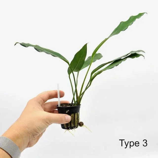 Anubias