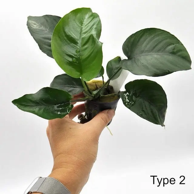 Anubias