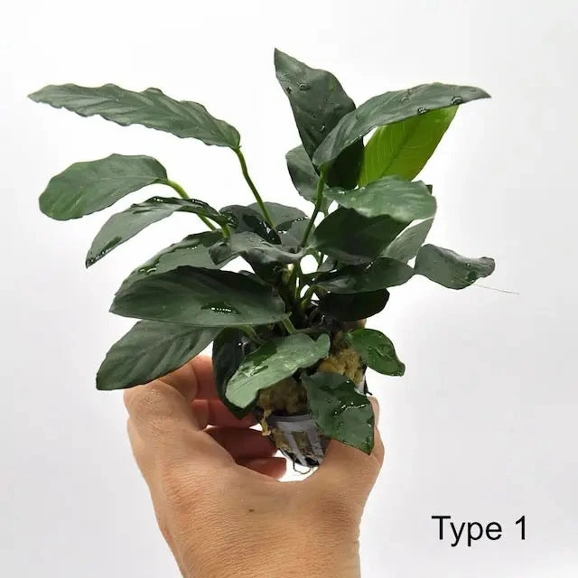 Anubias