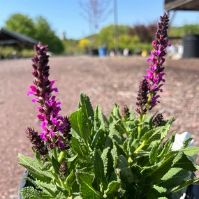 Apex Pink Meadow Sage | Salvia nemorosa traditional flower vase  