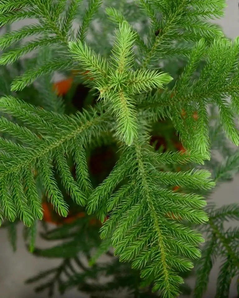 Araucaria Plant (Christmas Tree)