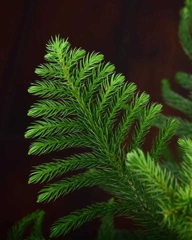 Araucaria Plant (Christmas Tree)