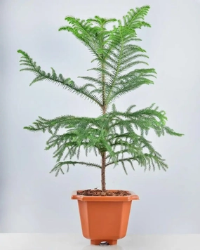 Araucaria Plant (Christmas Tree) medium flower pot  