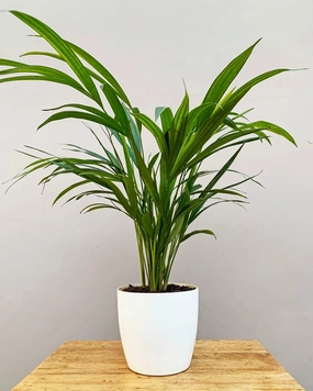 Areca Palm Plant medium flower pot  