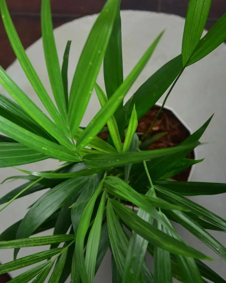 Areca Palm Plant